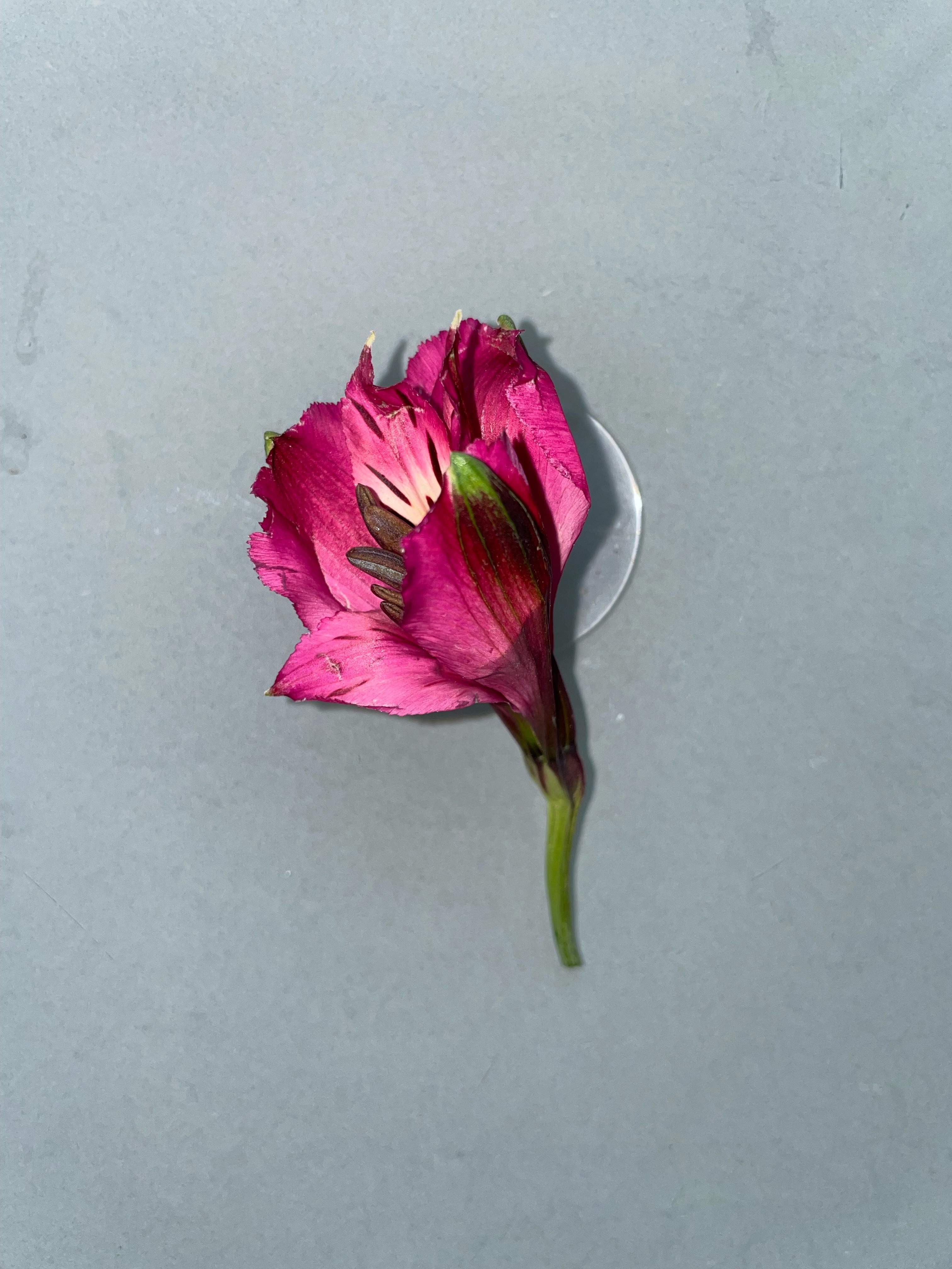 Dark Pink Alstroemeria